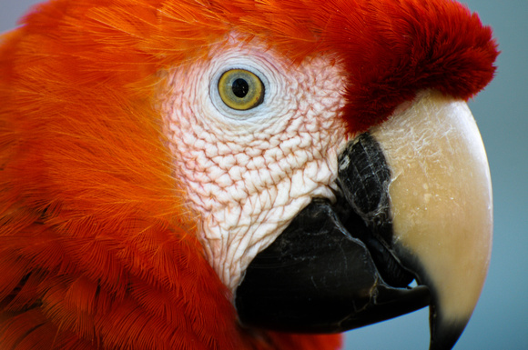 Orange Parrot Portrait 1