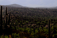 Cacti Ablaze, Hope Camp Trail, AZ