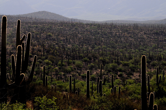Cacti Ablaze, Hope Camp Trail, AZ