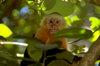 Costa Rican Capuchin