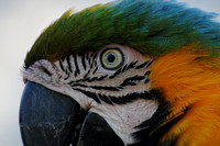 Parrot Portrait 1